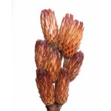 OBTUSIFOLIA FLOWER Natural 14" (BULK)- OUT OF STOCK